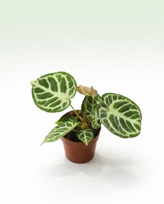 Anthurium silver blush medium d. 14cm h. 0cm - plante d'intérieur