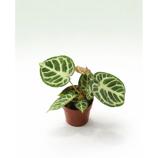 Anthurium silver blush medium d. 14cm h. 0cm - plante d'intérieur