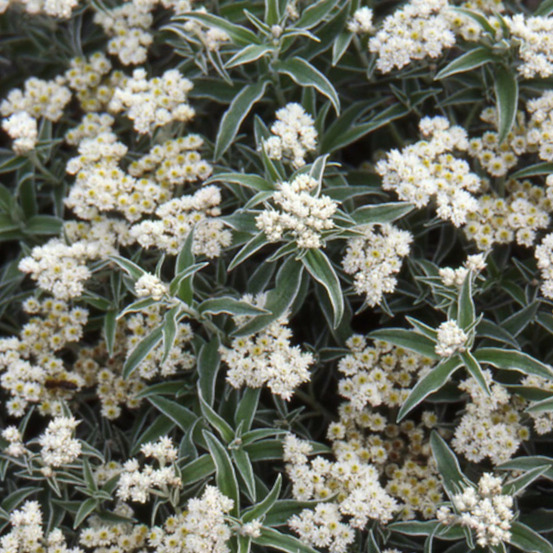 Immortelle de virginie lot de 3 godets