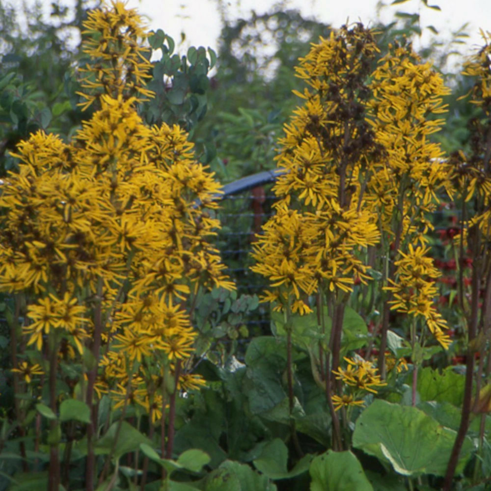 Ligulaire à feuilles dentées lot de 5 godets