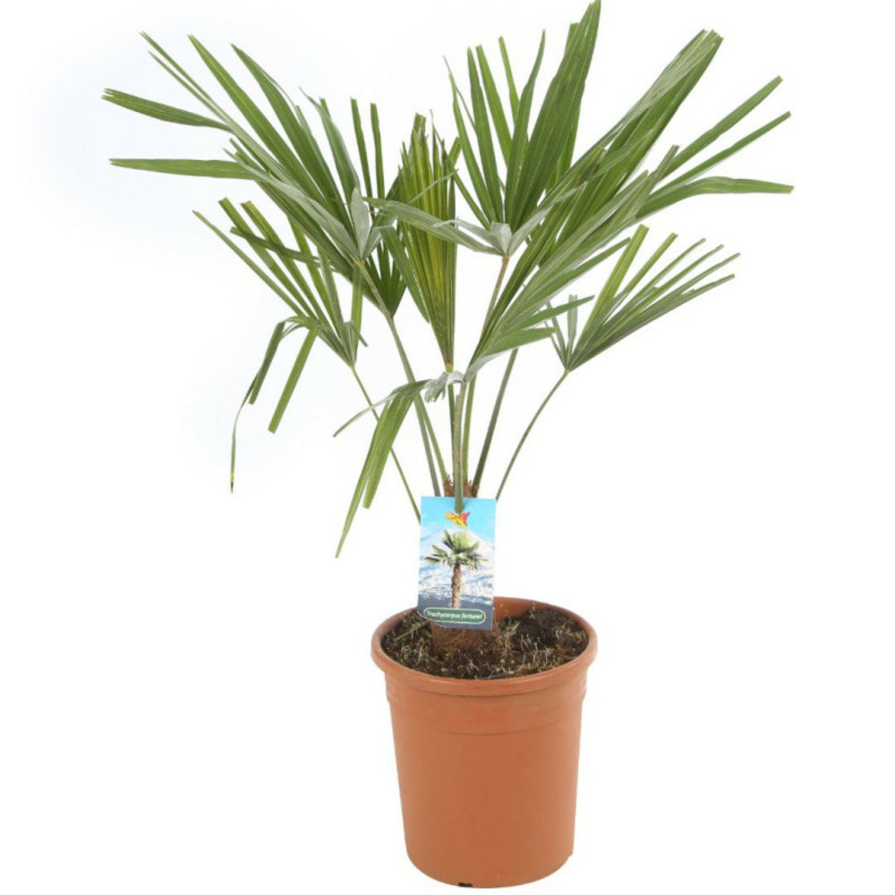 Palmier chanvre trachycarpus fortunei 50/60 cm pot 20cm