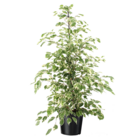 Ficus benjamina twilight - véritable plante d'intérieur grande - pot 21cm - hauteur 100-110cm