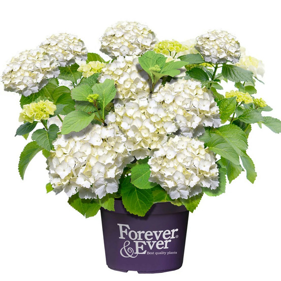 Hortensia forever&ever® blanc, hydrangea macrophylla pot de 12l - 50/60 cm