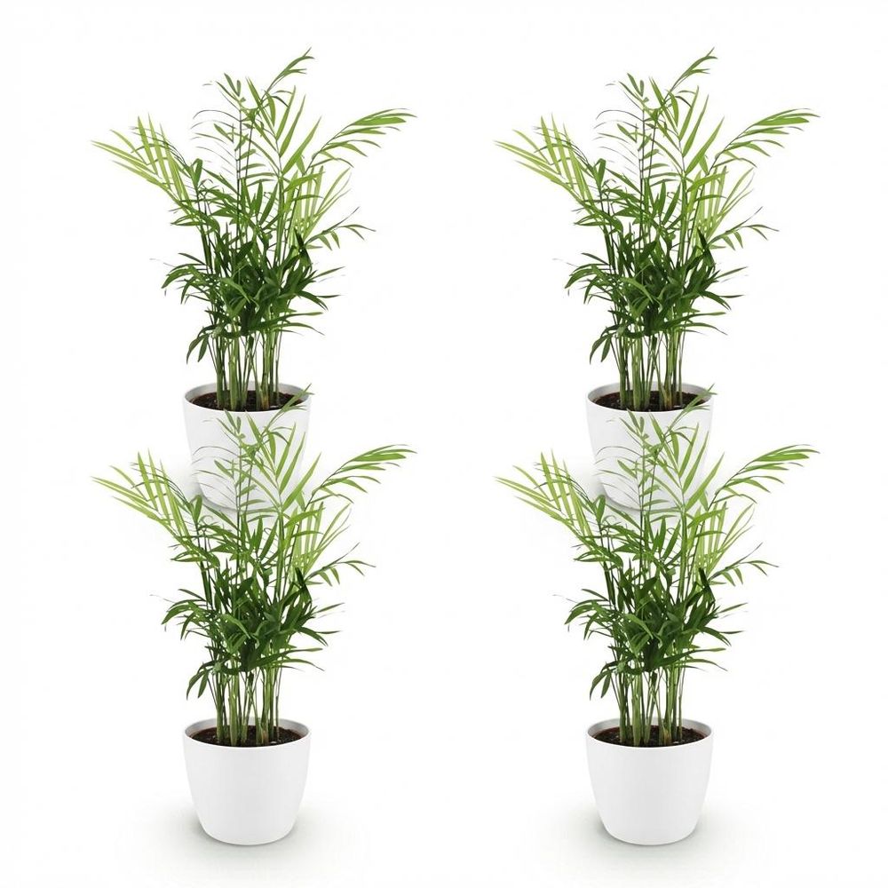 Chamaedorea elegans - pet-friendly - pot de 12cm - hauteur 15cm