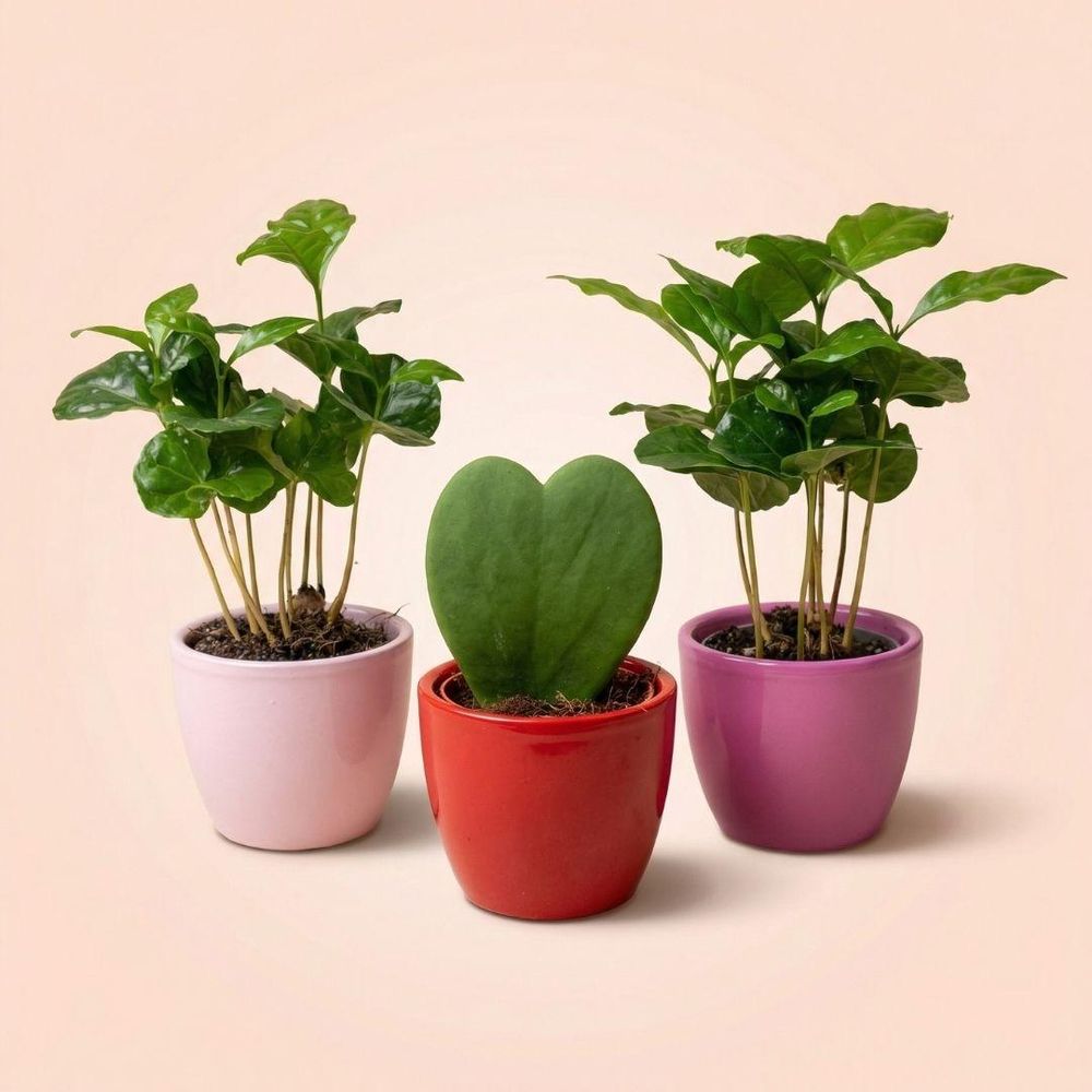 Plant set de 3 avec mini pot - love - coffea arabica - rose/rouge - plantes d'intérieur
