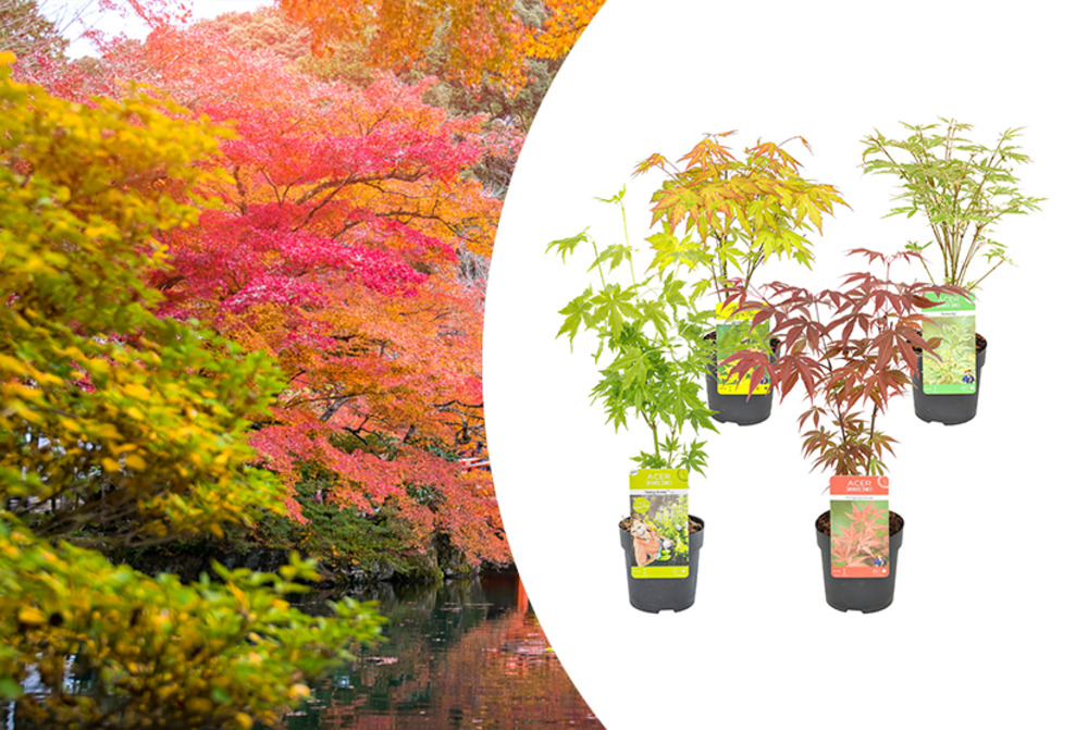 Lot de 4 - acer palmatum - 25-40 cm de haut - pot 10,5 cm