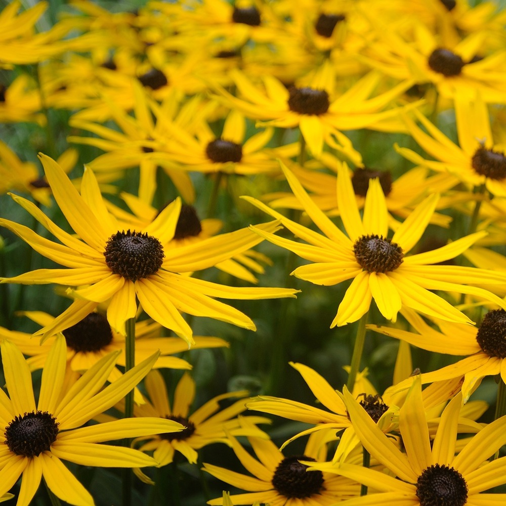 Rudbeckie 'forever gold' godet de 8/9 cm