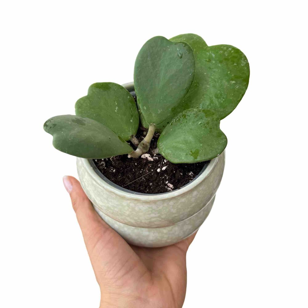 Hoya kerrii - pot de 9cm - plantes d'intérieur