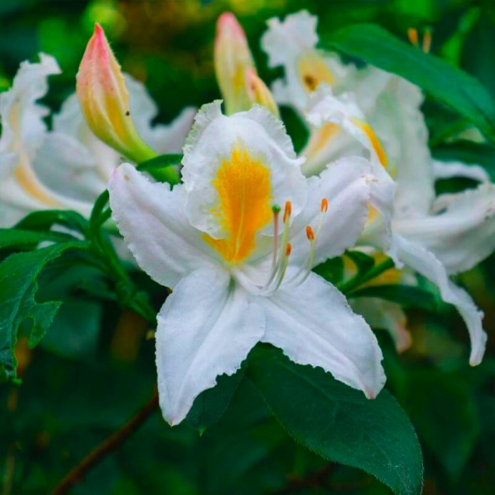 Rhododendron 'white melody' (rhododendron 'white melody')