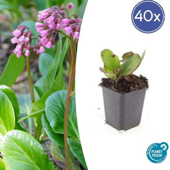 Bergenia à feuilles en cœur 'herbstblüte' x40 – entre 2,5 et 3,33m2
