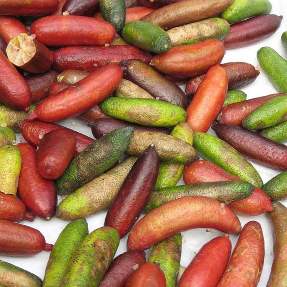 Citron caviar pot de 18l/20l, demi-tige, tige de 90 cm 8/10