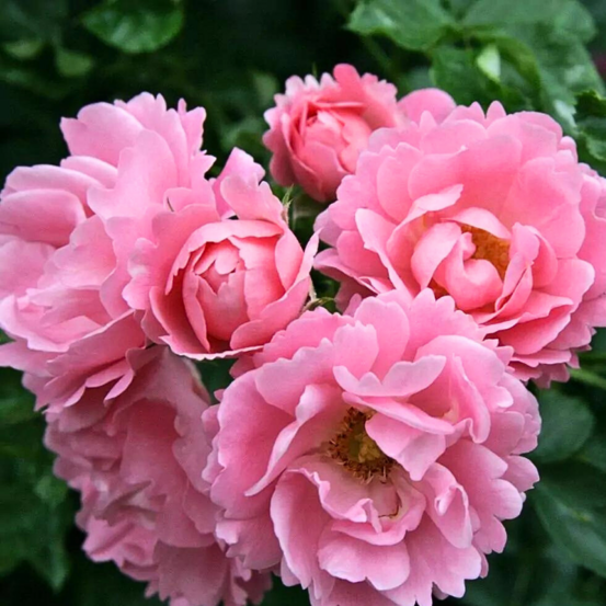 Petit rosier arbustif couvre-sol sommerwind pétale rose en pot 3l