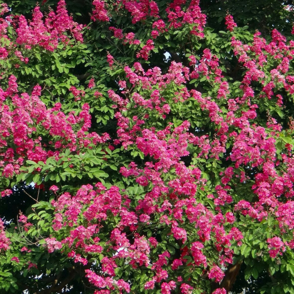 Lilas des indes red imperator, lagerstroemia pot de 4l - 40/60 cm