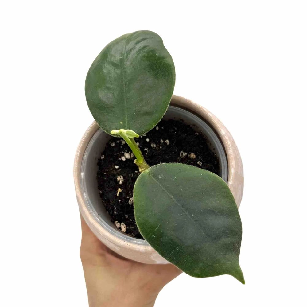 Hoya gigas - pot de 9cm