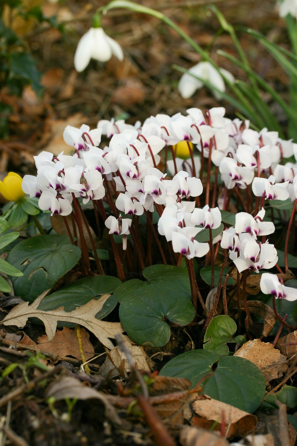 Cyclamen de l'ile de cos 'album' godet de 8/9 cm