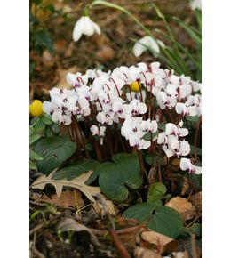 Cyclamen de l'ile de cos 'album' godet de 8/9 cm