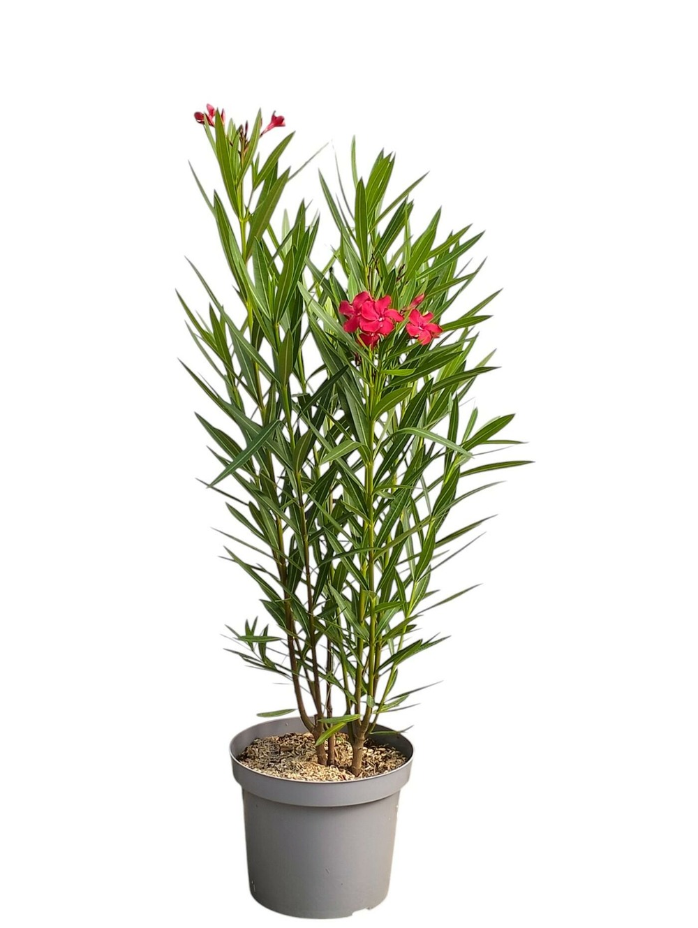 Laurier rose 'luteum plenum' - pot 7 l - h 100 cm