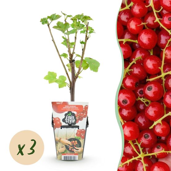 Groseillier 'jonkheer van tets' - lot de 3 - pot 9 cm - hauteur 35 cm - plante d'extérieur