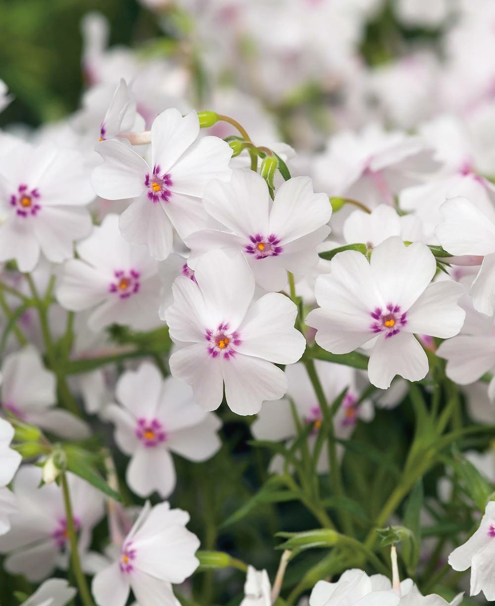 Phlox subulata coral eye plante vivace - 3 godets