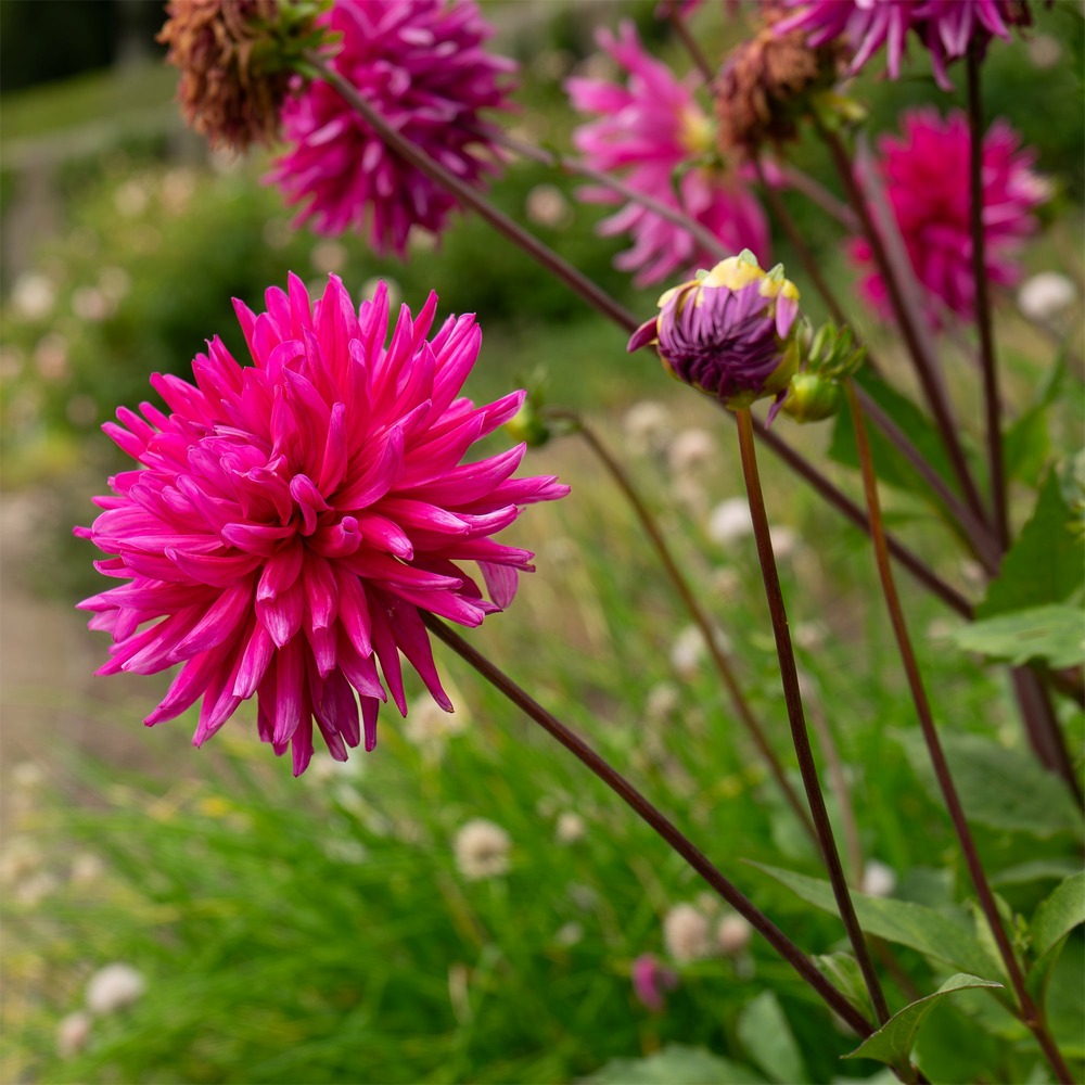 3 dahlias cactus purple gem - le sachet de 3 bulbes / calibre ii, vendu par lot de 2