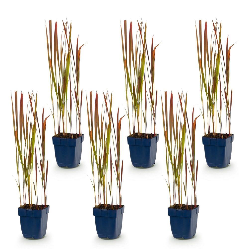 Imperata 'red baron' - lot de 6 - pot 11 cm - hauteur 25 cm - plante d'extérieur