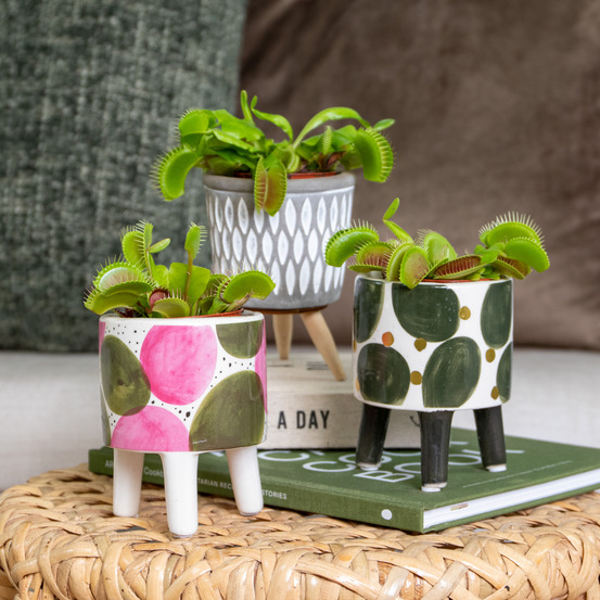 3x dionaea muscipula - plante carnivore - facile d’entretien - ⌀6 cm - 05-10 cm