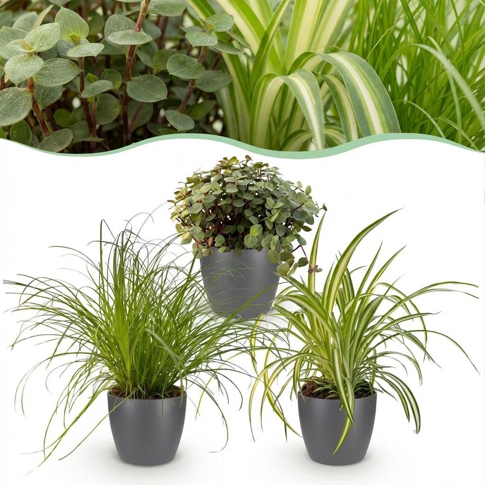 Cyperus - calissia - chlorophytum - pet-friendly - pot de 12cm - hauteur 20cm - plantes d'intérieur
