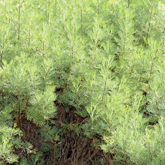 6 x armoise citronnelle - artemisia abrotanum - godet 9cm x 9cm