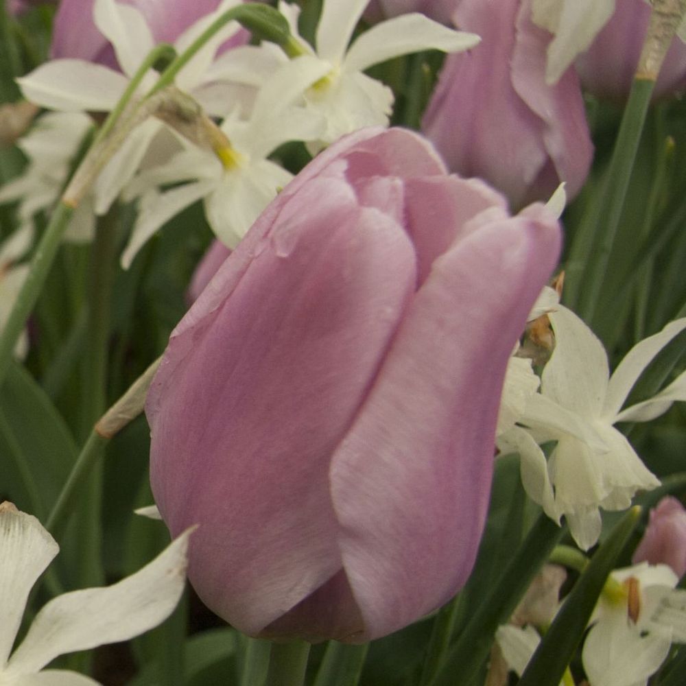 Tulipe triomphe 'synaeda amor' bulbe calibre 12+ (par 10)