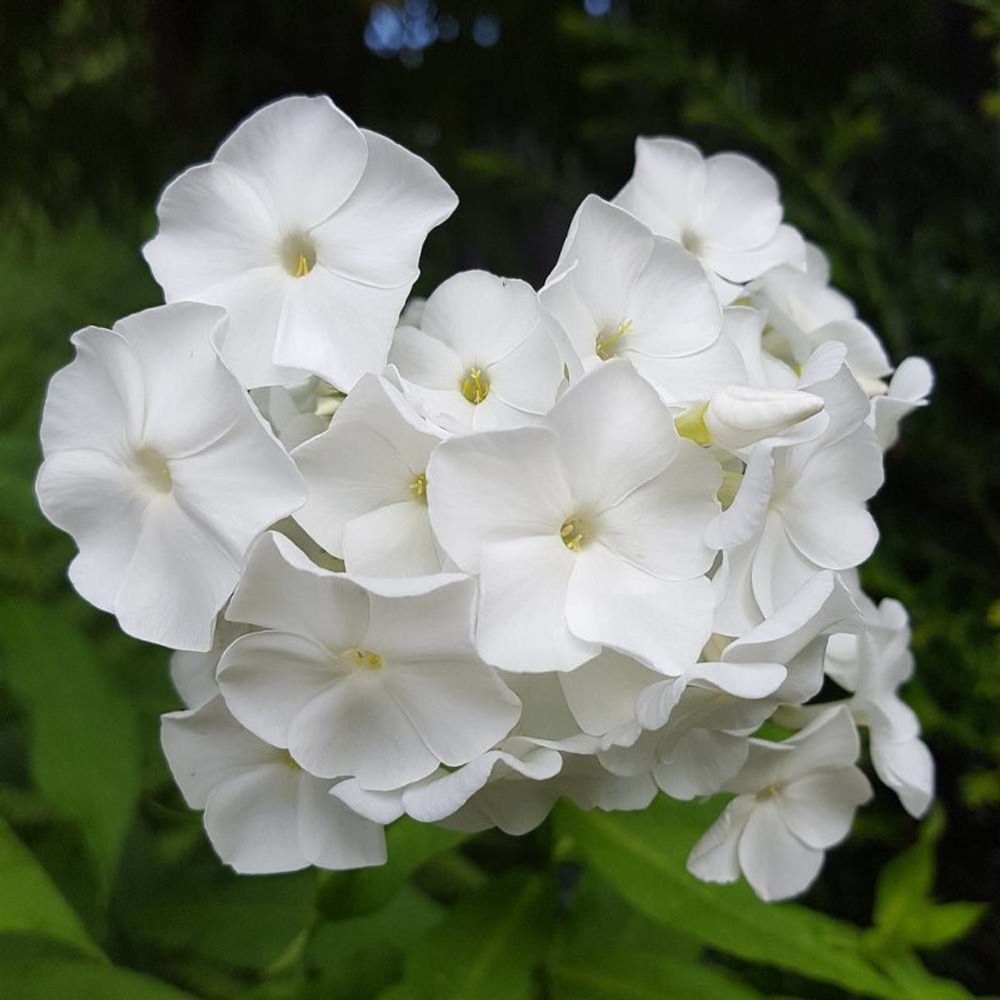 Phlox paniculé david lot de 3 godets
