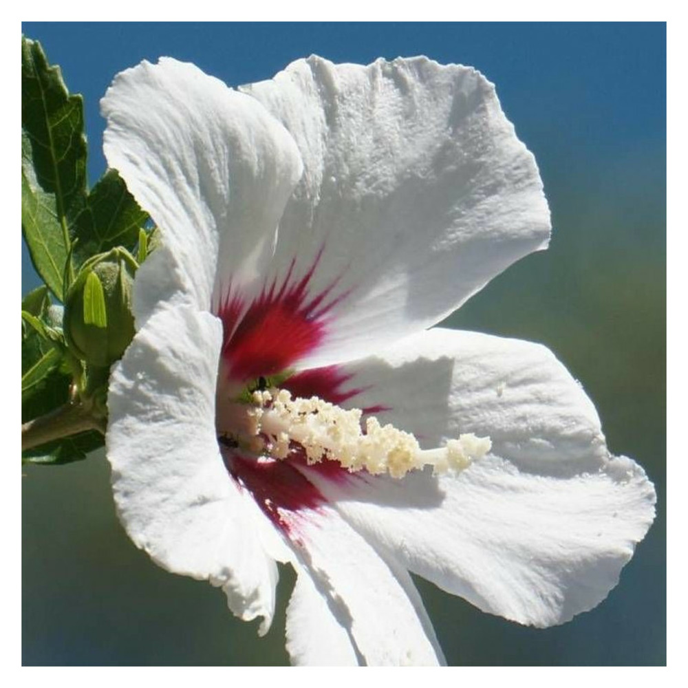 Hibiscus red heart, althéa pot de 4l - 60/100 cm