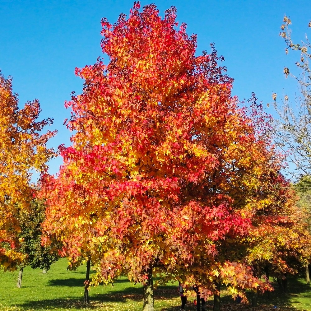 Copalme d'amérique - liquidambar - le pot / 2l / hauteur livrée 80-100cm, vendu par lot de 2