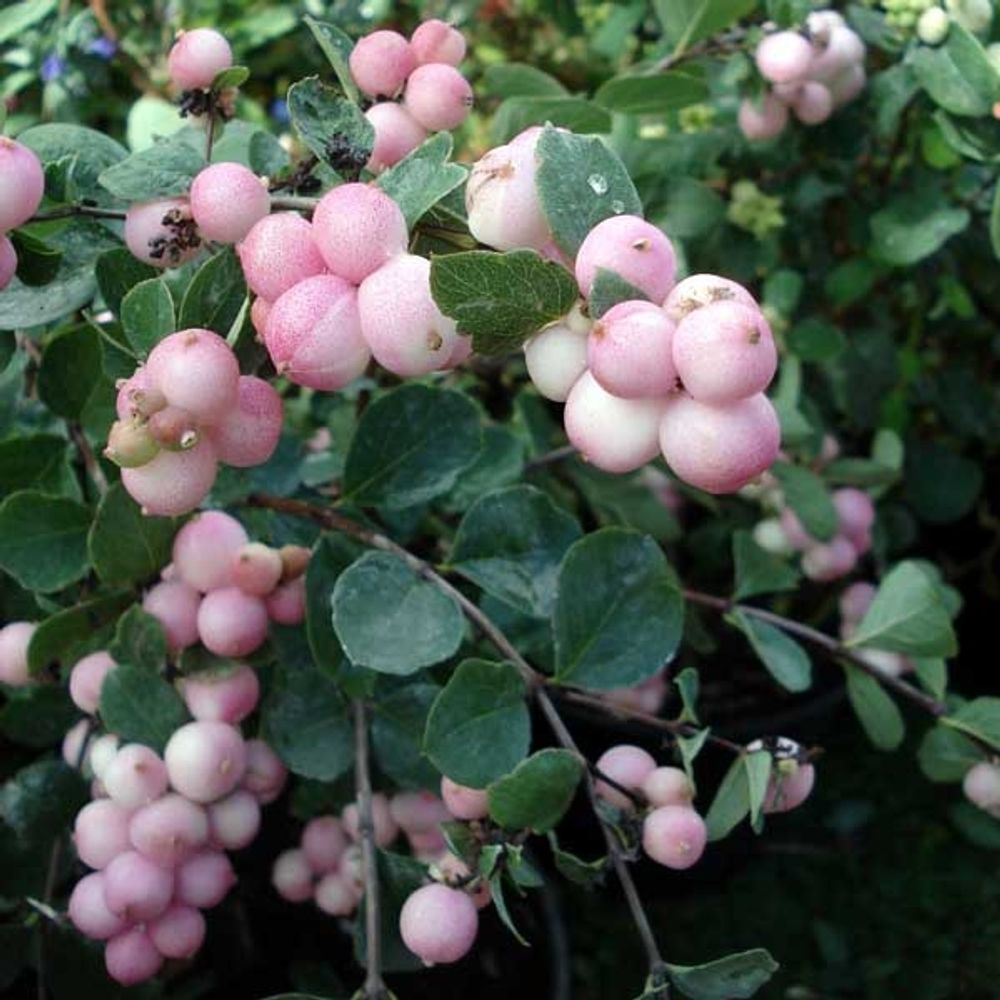 Symphorine 'mother of pearl' godet de 8/9 cm