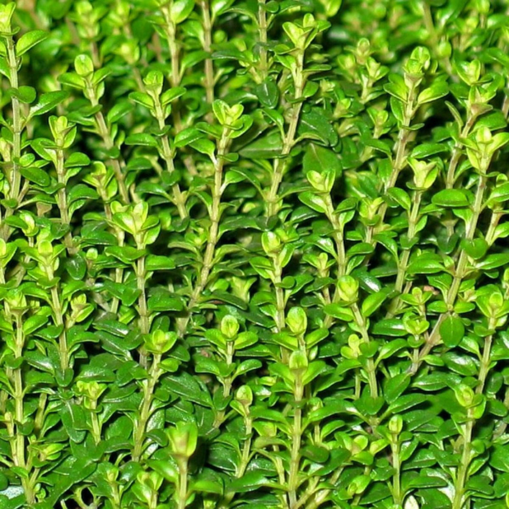 Thym citron godet - 5/20 cm