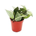 Mini plante - hoya krohniana - fleur de porcelaine - idéal pour les petits bols et verres - petite plante en pot de 5,5 cm