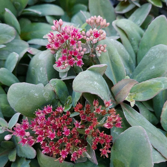 Orpin marina®, sedum lot de 9 godets