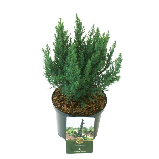 Genévrier de pfitzer blue chiffon - juniperus xmedia blue chiffon 20/30cm pot 2,5l