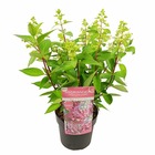 Hortensia 'prim white'® - ↨25cm - ø19cm - plante fleurie