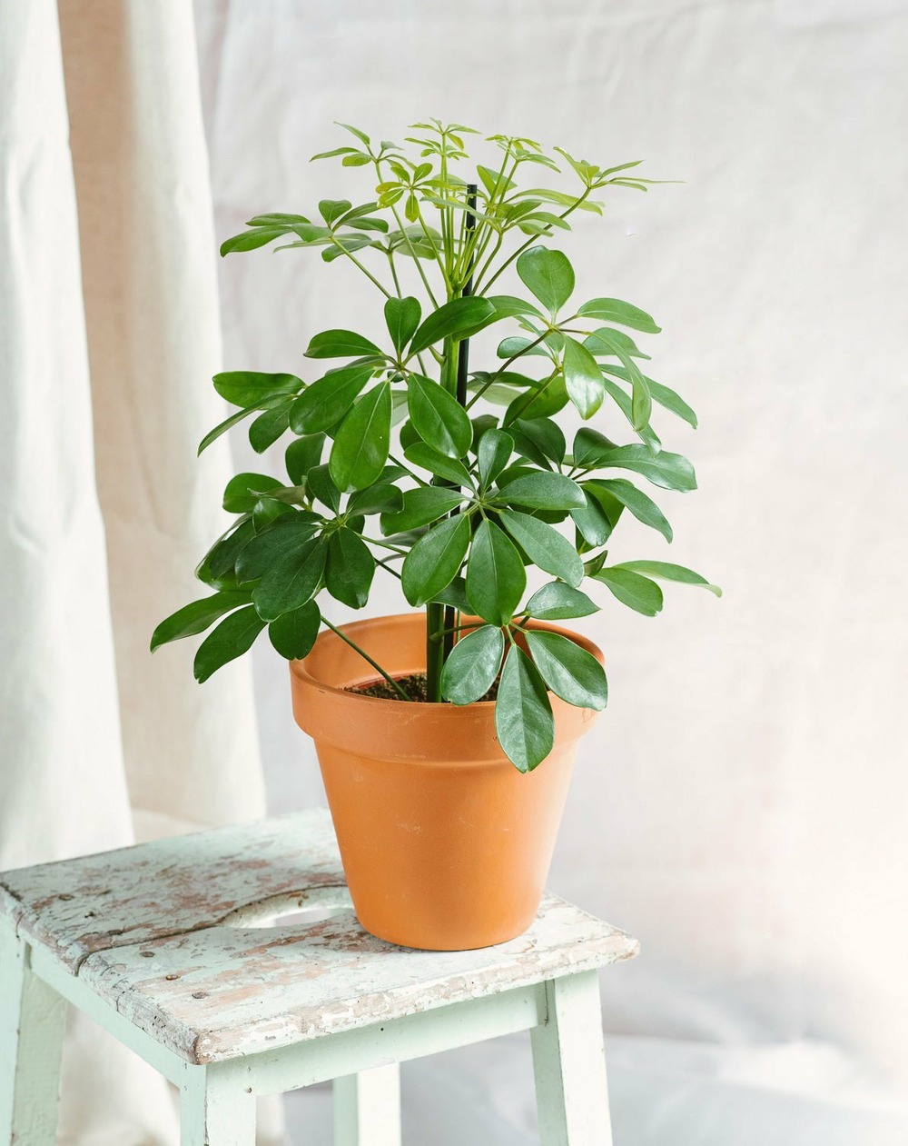 Schefflera 35cm - plante d'intérieur