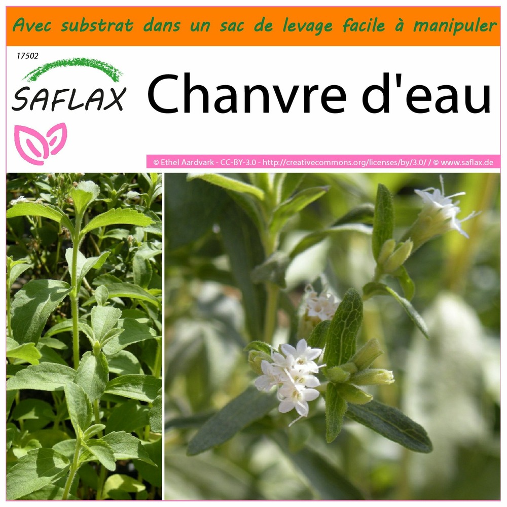 Garden in the bag - chanvre d'eau - 100 graines - stevia rebaudiana