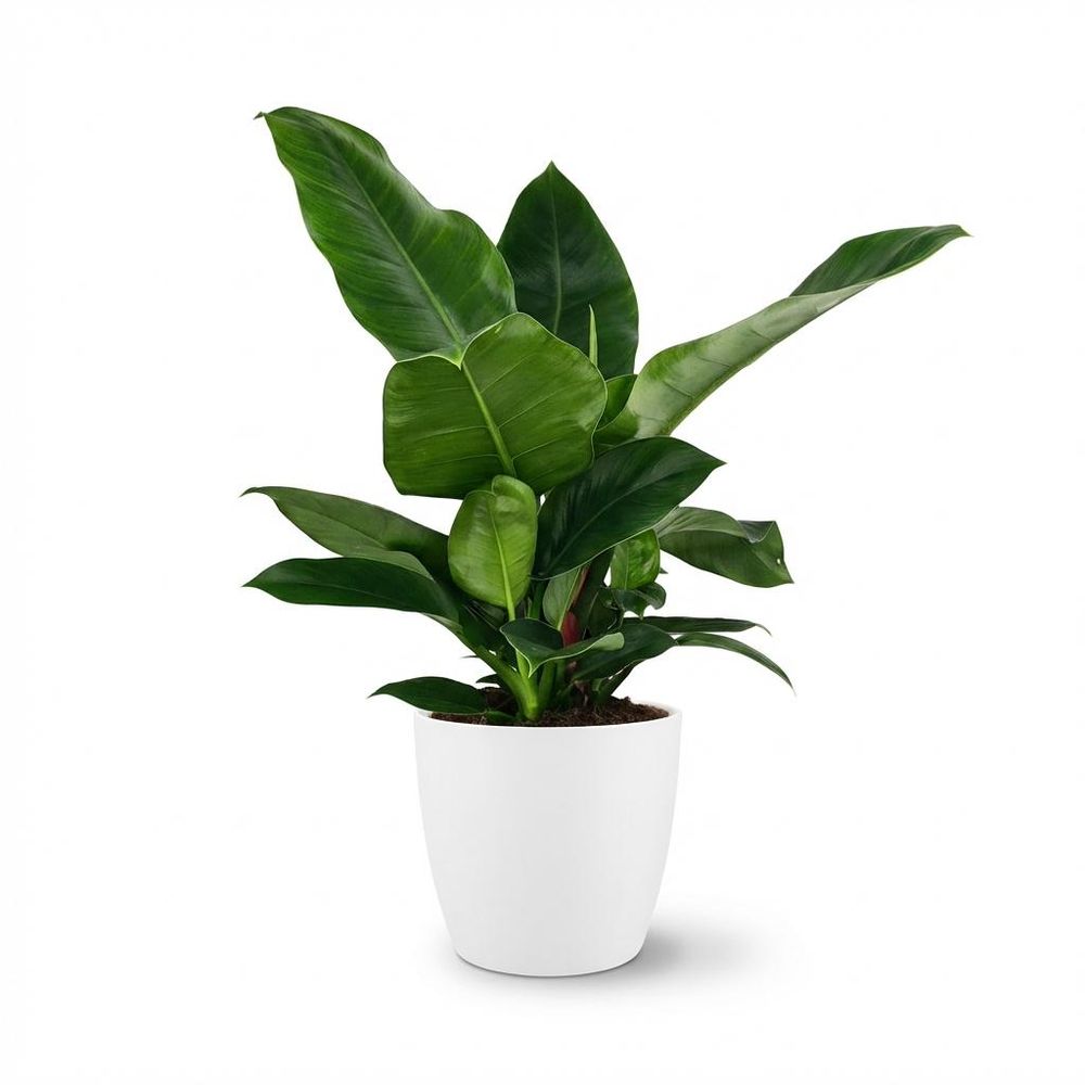 Philodendron - philodendron imperial green - pot de 19cm - hauteur 65cm - plantes d'intérieur
