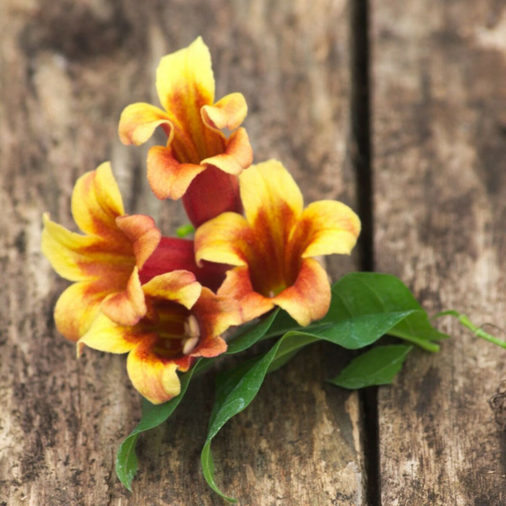 Bignone capreolata pot de 1,5l - tuteur bambou 30/60 cm