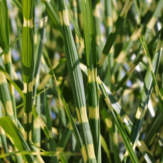 Roseau de chine gold bar - miscanthus sinensis gold bar 40/60 cm pot 2l