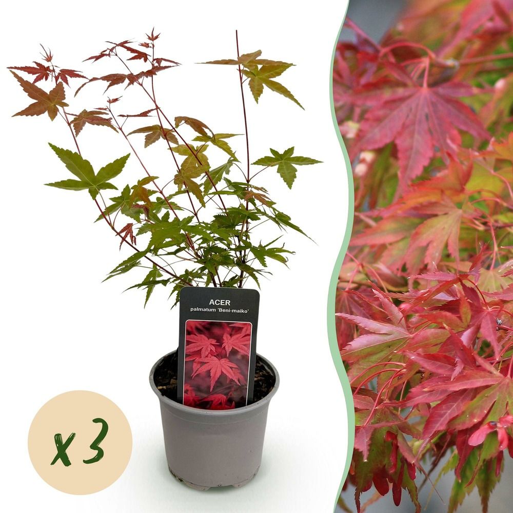 Érable du japon 'beni maiko' - lot de 3 - pot 12 cm - hauteur 35 cm