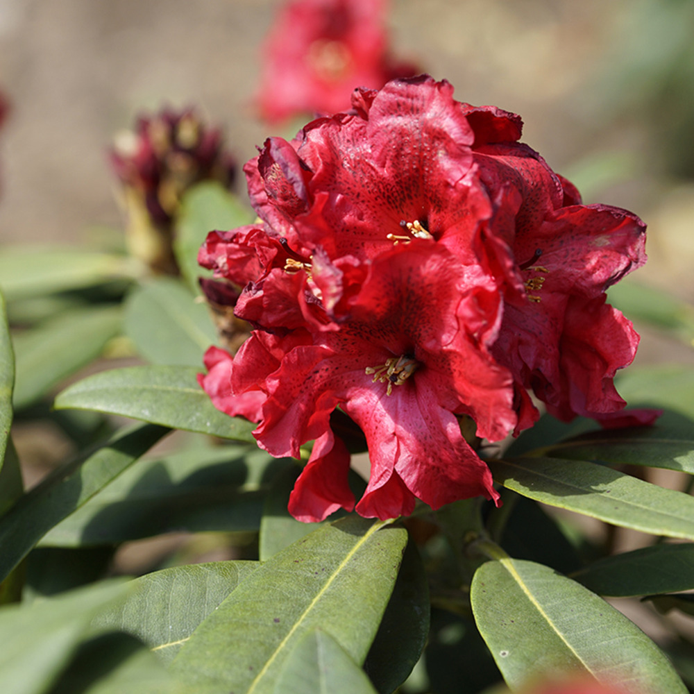 Rhododendron hybride easydendron inkarho rabatz pot de 4l/5l