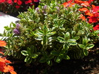 Plant de veronique panachee  pot 10,5 cm
