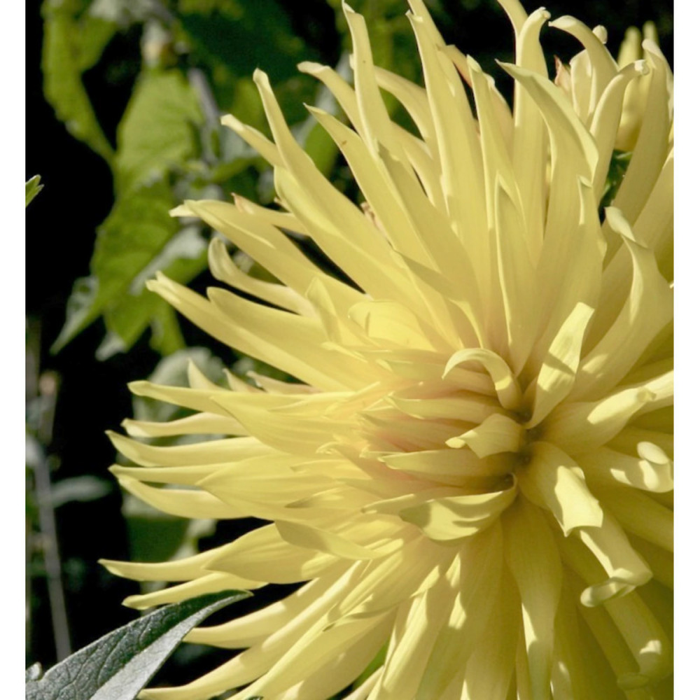 Bulbe de dahlia cactus nain amazonia sachet de 1 bulbe