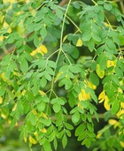 Moringa oleifera (arbre de vie)   blanc - taille pot de 25l - 200-225cm