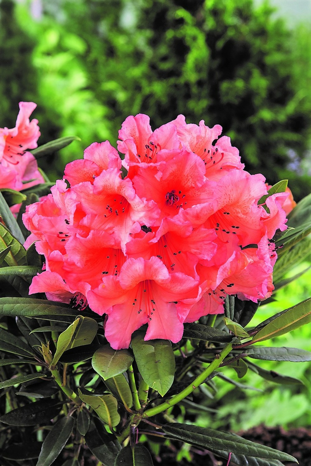 Rhododendron 'tortoiseshell orange' - en pot de 5 litres | Truffaut