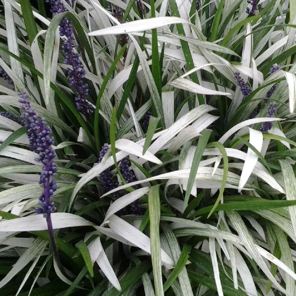 Liriope muscari okina godet - 5/20 cm